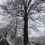 Eiche Freie Erde nahe Weststra&szlig;e in Langenhessen
