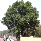 Friedens-Eiche am Friedhof in Langenhessen