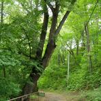 Lindenallee und Schlosshang in Wiesenburg