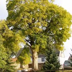 Bergahorn an der Kirchberger Stra&szlig;e in Wiesen