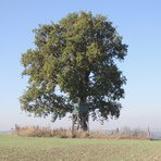 Eiche auf dem Rocksengipfel in Haara