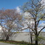 Buche, Platane, Ulme an der Rudelswalder Stra&szlig;e in Neukirchen
