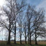 7 Eichen nahe Beiersdorf