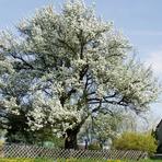 Birnbaum an der Hauptstra&szlig;e in Voigtsgr&uuml;n