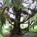 Schweden-Fichte in Obercrinitz