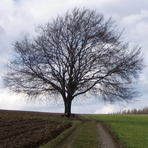 Buche mit Steintafel in B&auml;renwalde