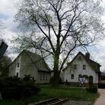 Ulme in Niederm&uuml;lsen