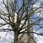 ND "Eiche neben der Kirche" in Niederschindmaas