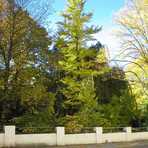 Ginkgo an der Plei&szlig;aer Stra&szlig;e in Limbach