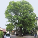 Krankenhaus-Eiche in Limbach