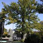 Bismark-Eiche vor der Schule in Oberfrohna