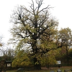 Hanneloren-Eiche am Friesenweg in Limbach