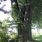 Gerichts-Linde am Kiefernweg in Grumbach