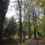 8 Winterlinden am Forsthaus in Lichtenstein