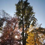 Ginkgo an der Chemnitzer Stra&szlig;e in Glauchau