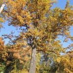 Stieleiche an der Hauptstra&szlig;e in Weidensdorf