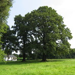 Hutungseichen im Kreuzberggebiet in Niederplanitz