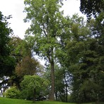 Tulpenbaum Crimmitschauer Stra&szlig;e in Wei&szlig;enborn