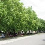 Platanenallee Lessingstra&szlig;e in Zwickau