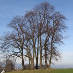 Echo (7 Linden) in Rottmannsdorf