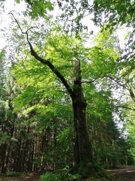 Obelisk (Rotbuche) im Stadtwald Lichtenstein