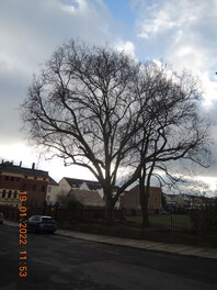 Platane an der Karl-Marx-Stra&szlig;e in Crimmitschau