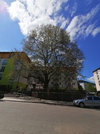 Platane an der Parkstra&szlig;e in Zwickau