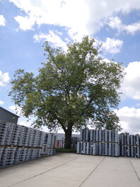 Platane Steinzeugwerk an der Reichenbacher Stra&szlig;e in Zwickau