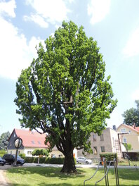 Pyramideneiche am Gemeindeamt Fraureuth