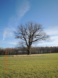 Richter-Eiche Gemarkung Blankenhain