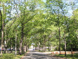 Roteichenallee August-Bebel-Stra&szlig;e in Zwickau