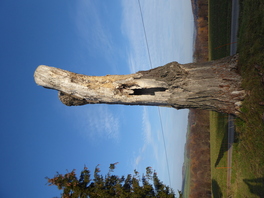 Schwarzpappel an der Augustush&ouml;he in Wildenfels
