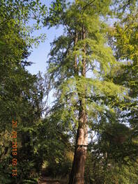 Sumpfzypresse im ehemaligen Botanischen Garten in Zwickau