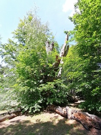 Tierparkbuche in Hirschfeld