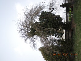 Traueresche auf dem Friedhof in Blankenhain