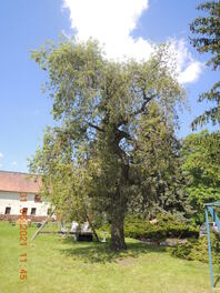 Traueresche am Schloss Steinpleis