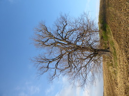Ulme westlich Augustenh&ouml;he in Gr&uuml;nau