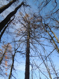 Wurzell&auml;rche am Wanderweg von Blankenhain nach Mannichswalde